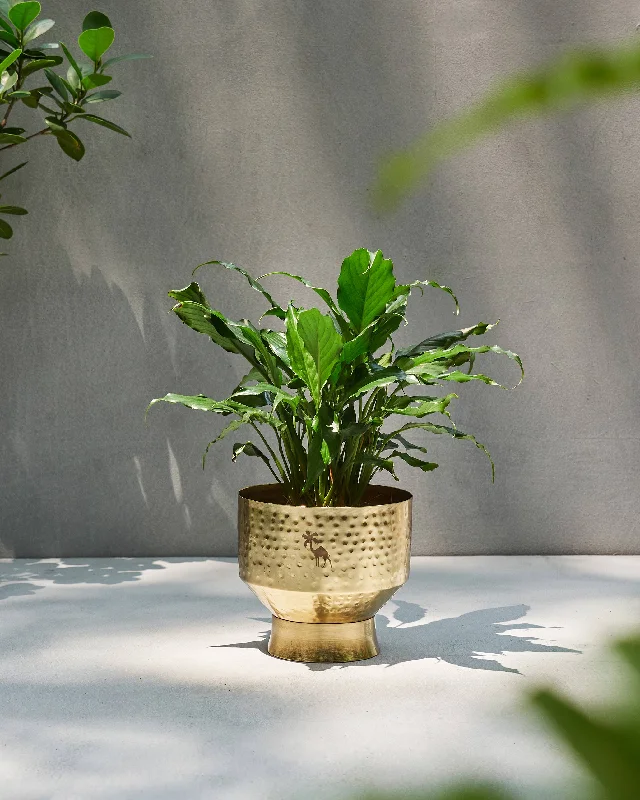 Marrakech Planter Stylish Men's Tropical 